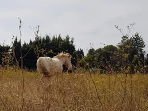 Lepère SERVICES à La Crau